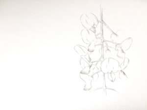 Initial sketch of the Wisteria
