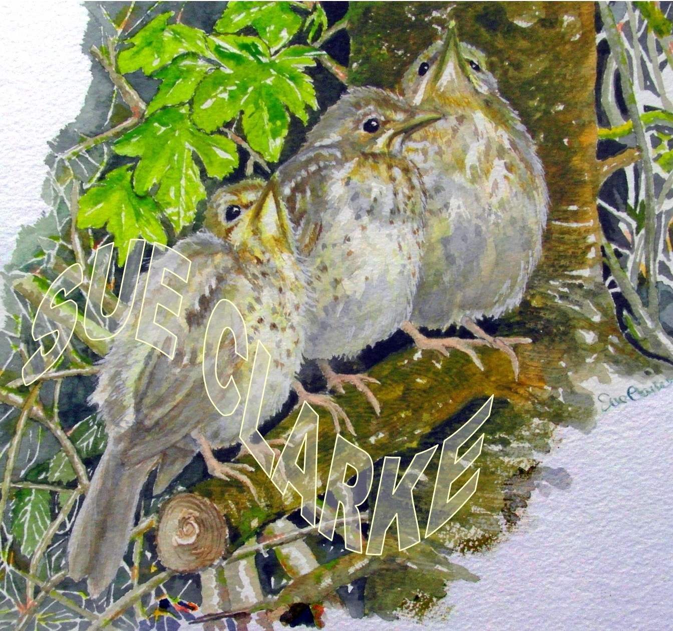 Sue Cole Clarke Three Little Songbirds Saa