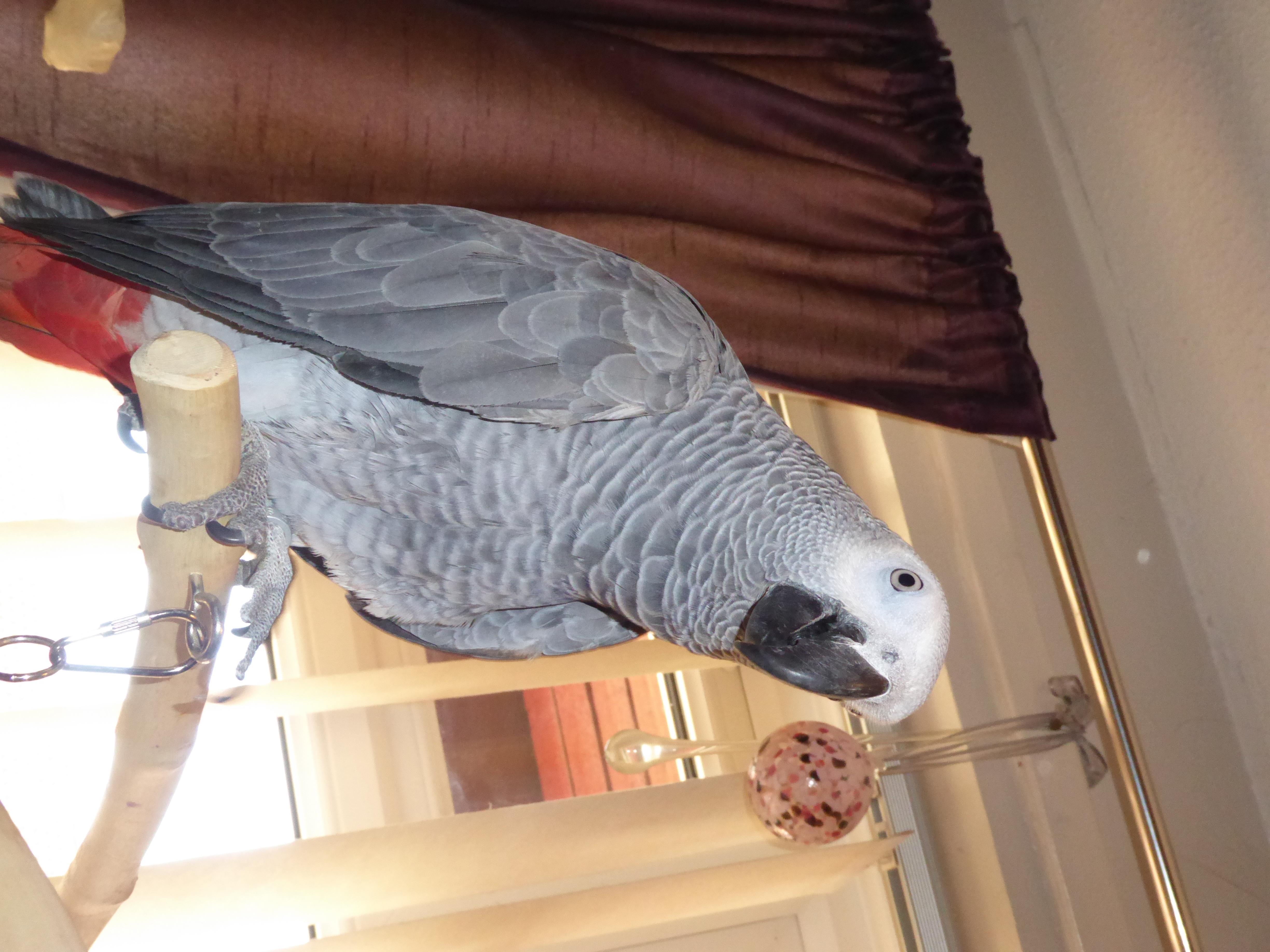 African Grey on stand two SAA
