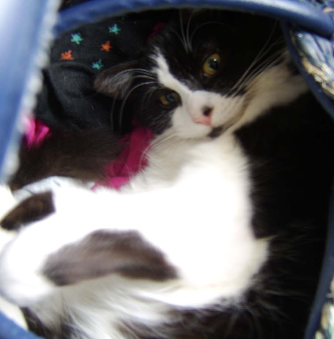 Cat in the bag SAA