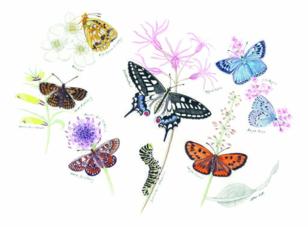 Endangered British Butterflies SAA