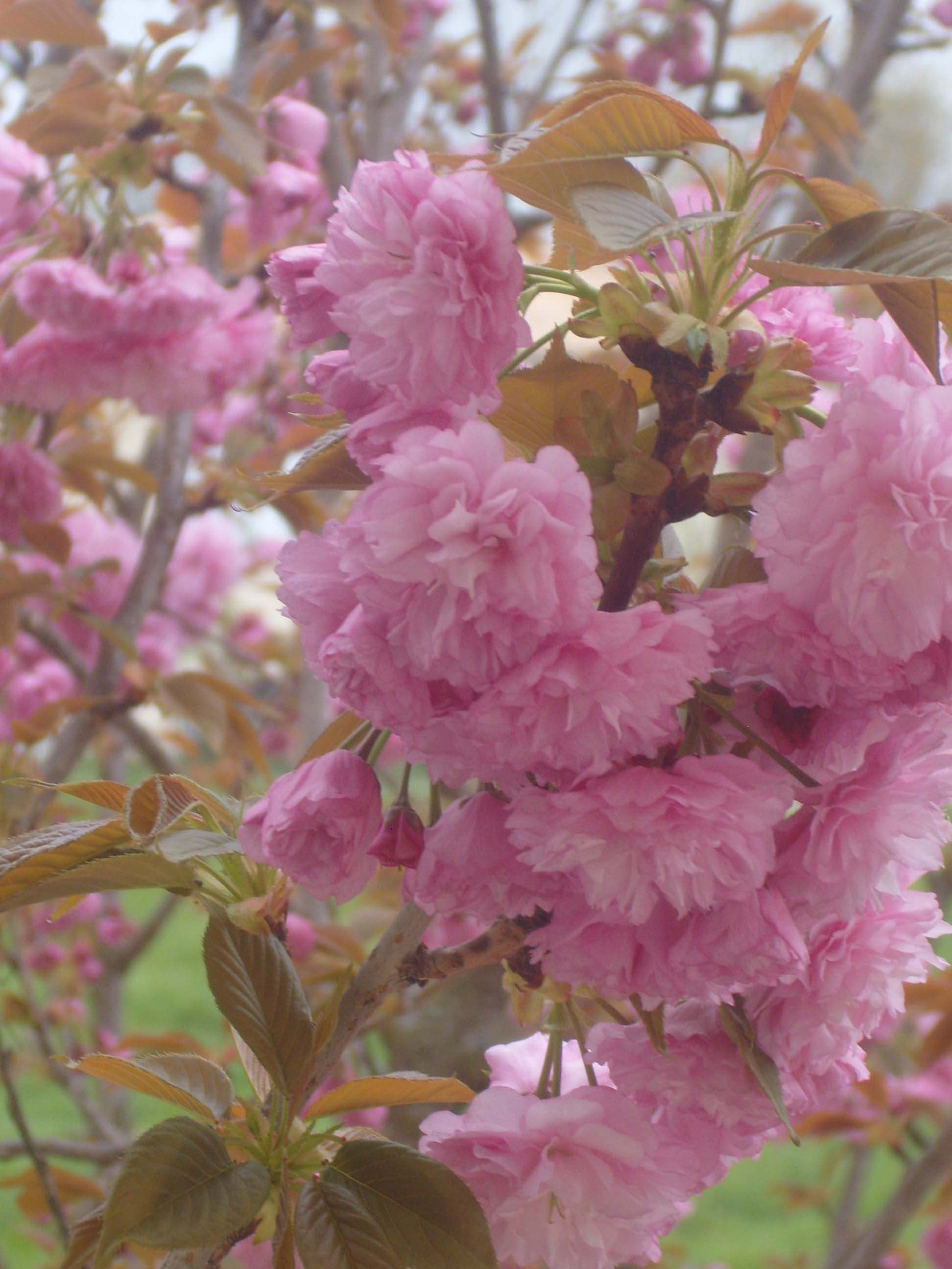 Flowering Cherry Tree - SAA