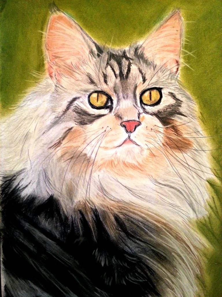 Norwegian Forest Cat - SAA