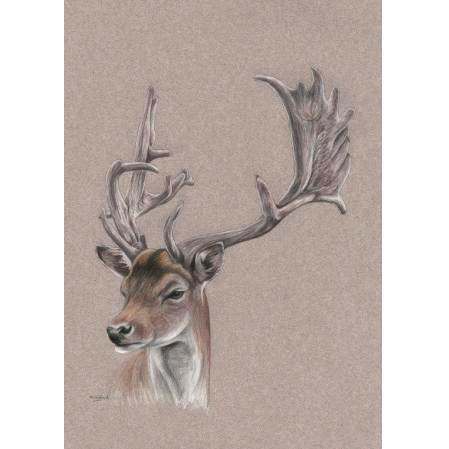 Helen Clifford – Deer Stag Original Coloured Pencil Drawing - SAA