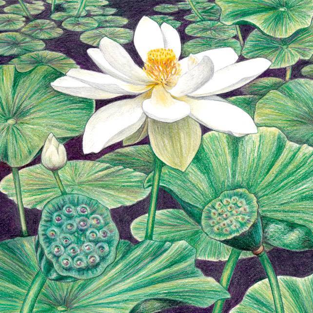 Ink and pencil lotus flower by dragonlover11 on DeviantArt