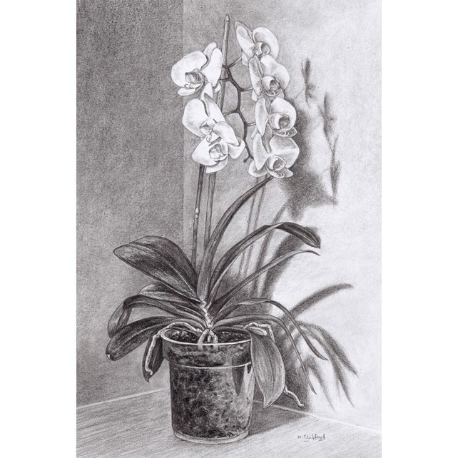 pencil drawings orchids