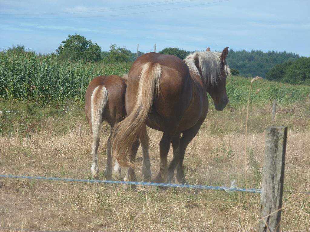 How To Create A Watercolour Horse Painting - Saa