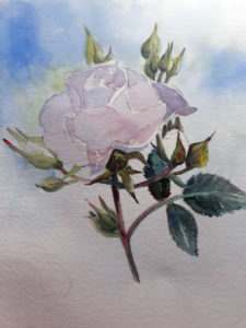 Start off with very light washes on the body of the rose as it is easier to add colour than take it away.
