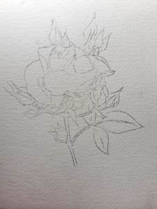 Pencil sketch of the rose and buds