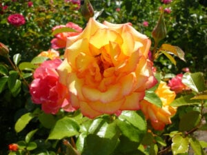 Multicoloured rose