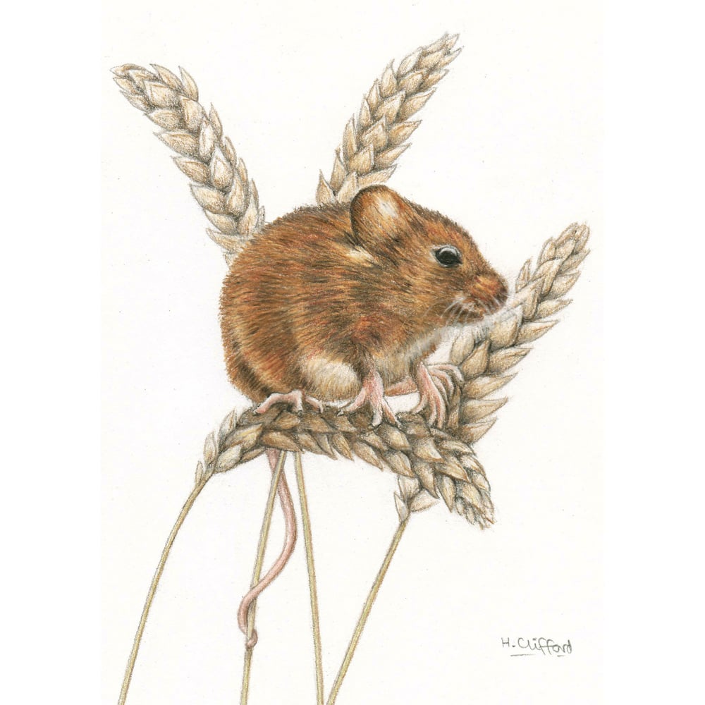 Helen Clifford – Harvest Mouse Small Original Coloured Pencil Animal Drawing  - SAA