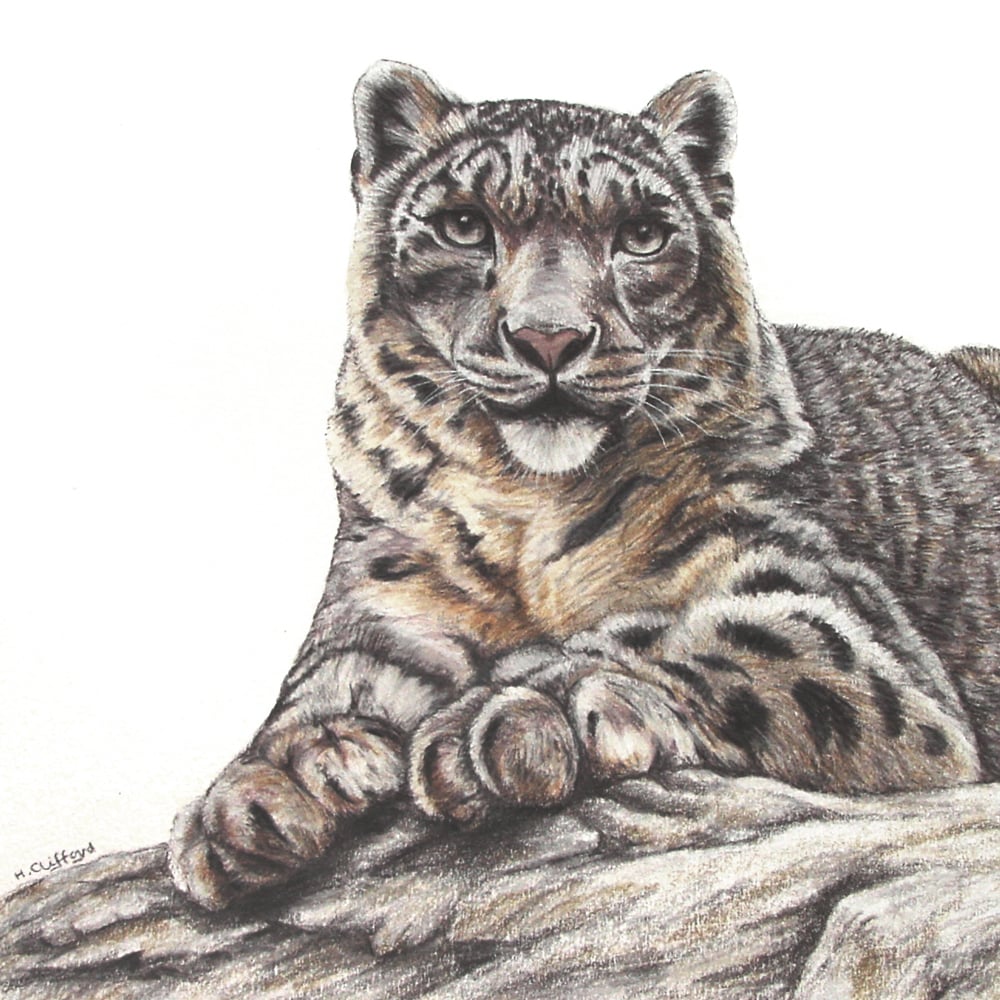 Helen Clifford – Snow Leopard Original Coloured Pencil Drawing - SAA