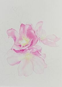 watercolour botanical rose