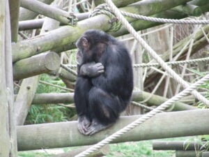 Seated Chimp