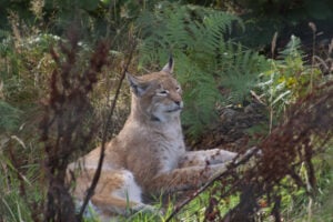 Lynx at rest