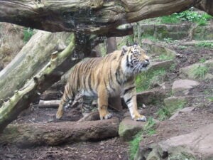 Tiger at Edinburgh Zoo 