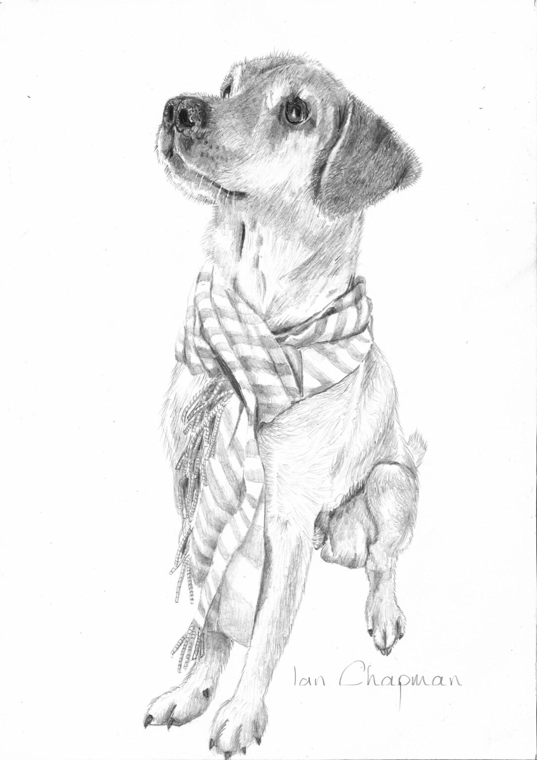 ian-chapman-good-boy-saa