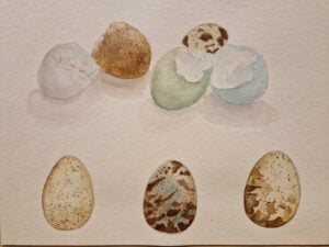 Eggshells quails eggs 1