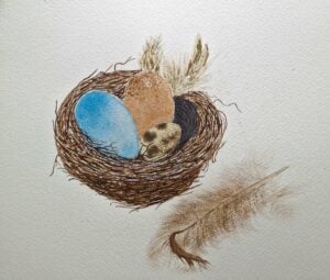 Nest, eggs & feathers