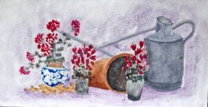 Watering can with pots of red flowering plants