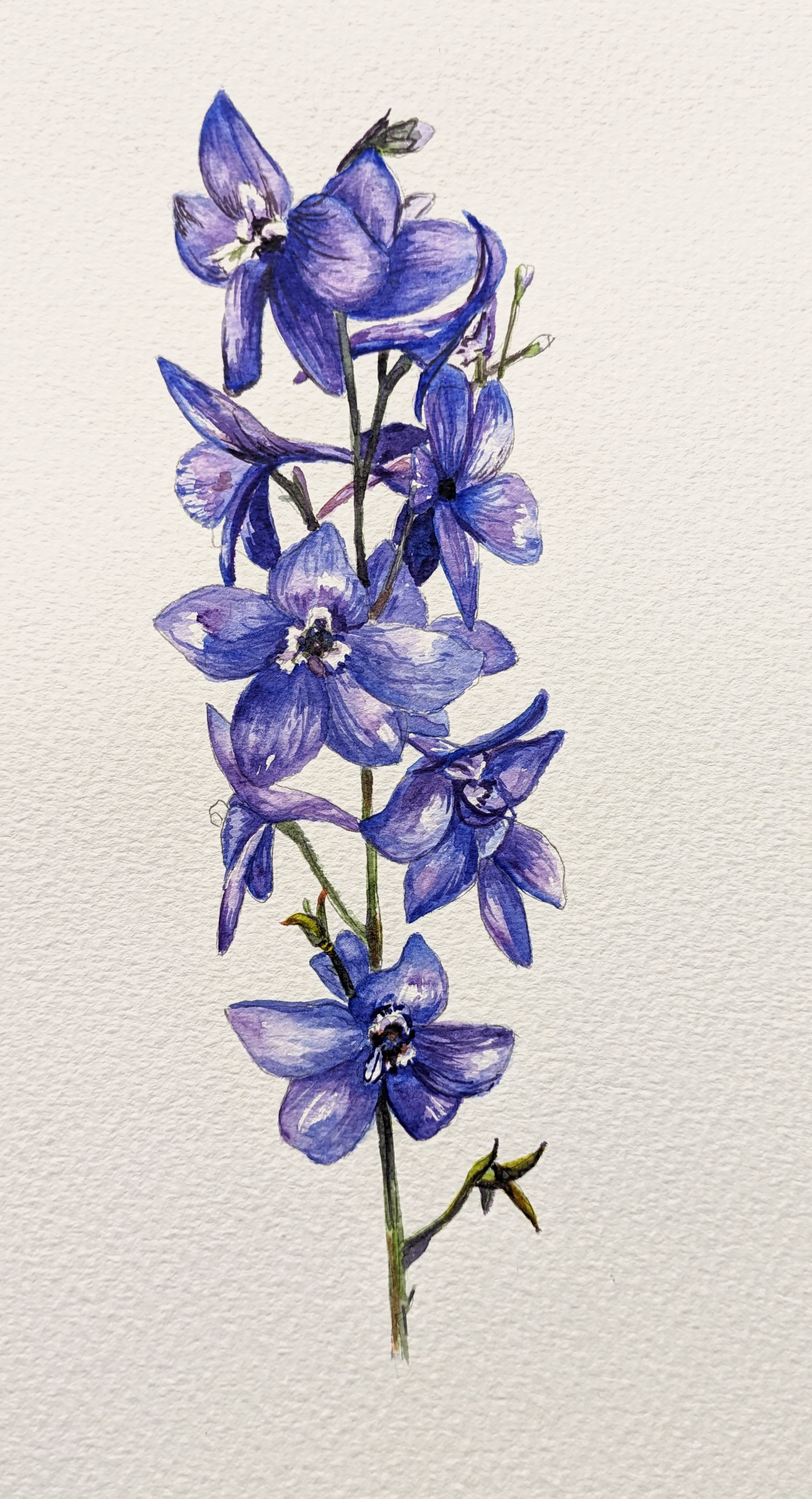 A watercolour painting of a blue larksupr - colours of July